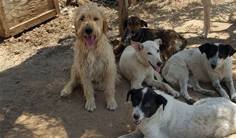 avis chien tunisie.